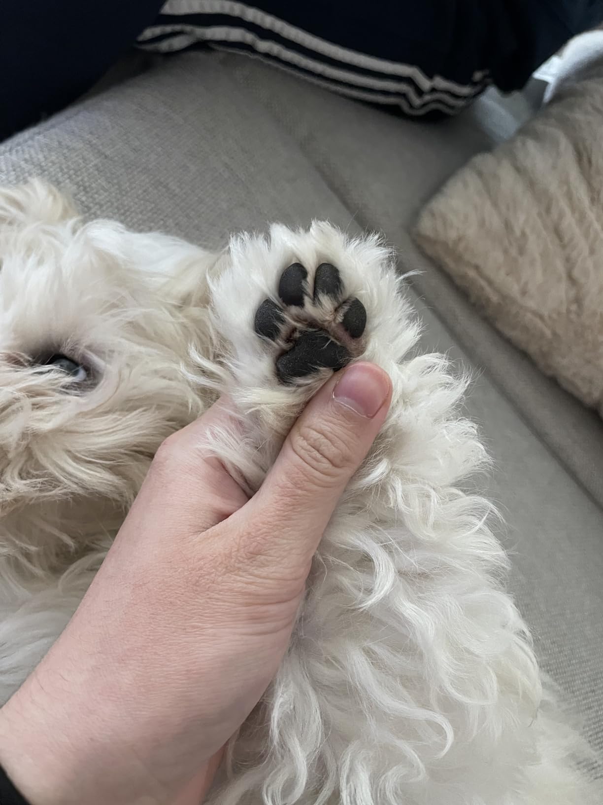 Easy Pet Grooming Trimmer