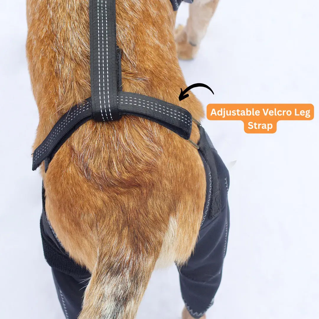 Comfort Paws Canine Leg Brace