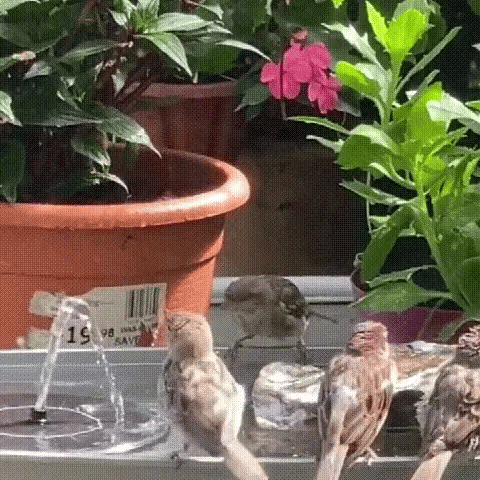 AhiSpring Sun-Powered Outdoor Water Fountain
