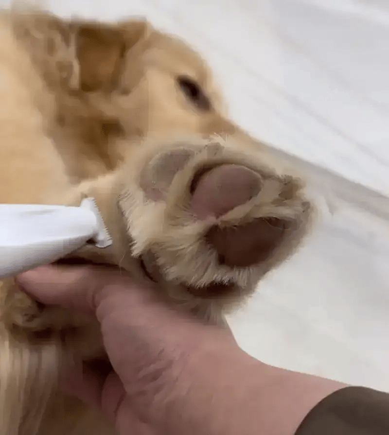 Easy Pet Grooming Trimmer